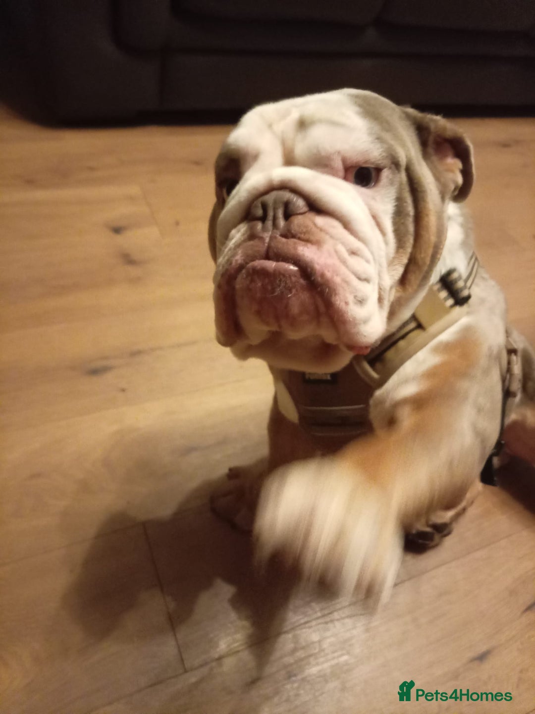 English Bulldog dogs for stud: English BullDog PaddytheBaddy for studd - Image 4