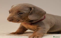 Miniature Dachshund dogs for sale: 5StarsLicensed+KC+PRAClear+VetChecked - Image 20