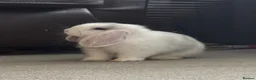 Mini Lop rabbits for sale: Please read advert - 1 lovely young mini lop male - Advert 5