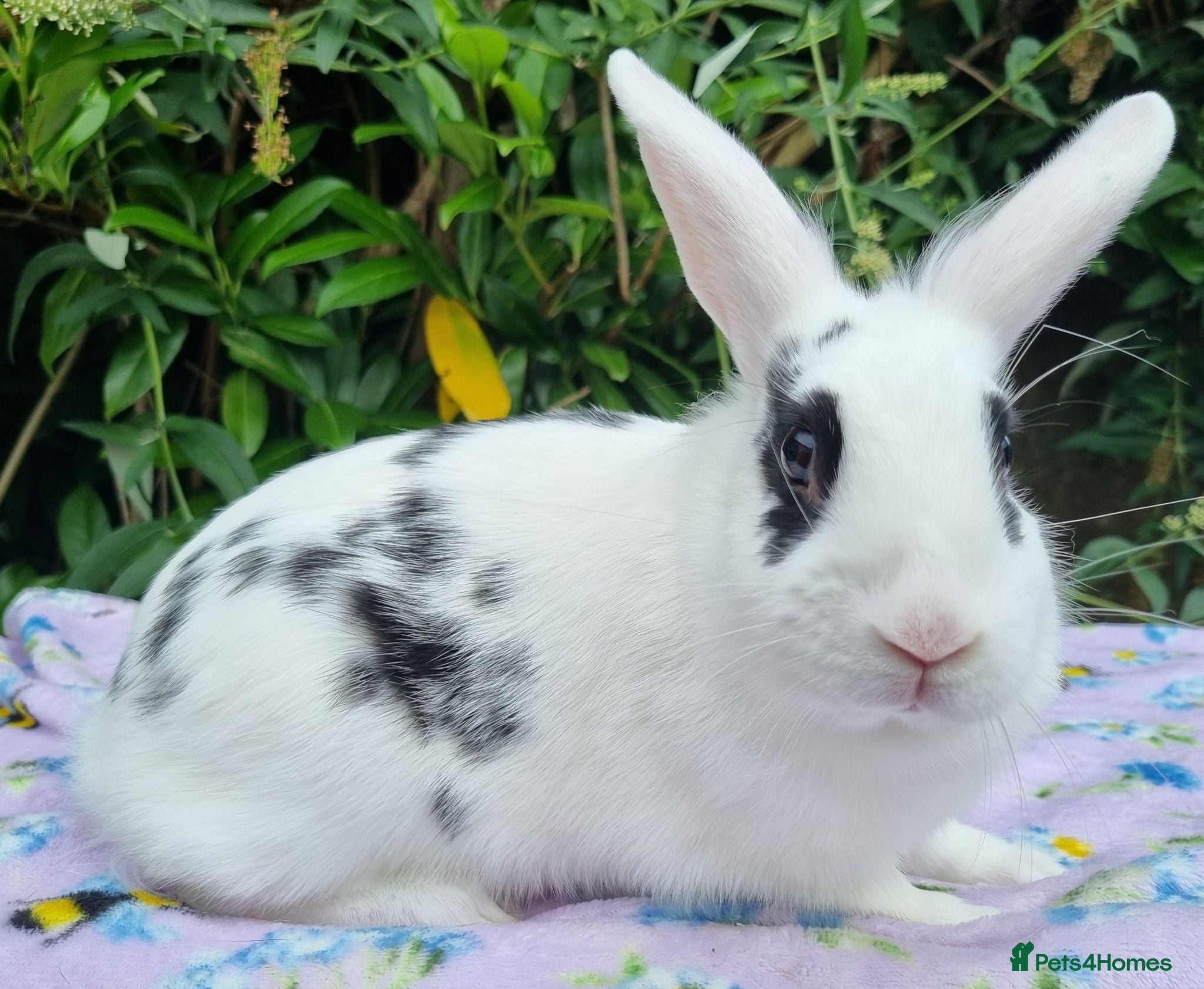 Mixed Breed rabbits for sale: Still Available - 4 Month old Baby Girl Bunny - Advert 3
