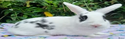 Mixed Breed rabbits for sale: Still Available - 4 Month old Baby Girl Bunny - Advert 1