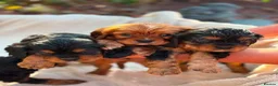 Cavalier King Charles Spaniel dogs for sale: Cavalier king charles spaniels  - Advert 8