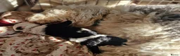 Sheepadoodle dogs for sale: Ultimate Pedigree F1 Sheepadoodles  - Advert 5
