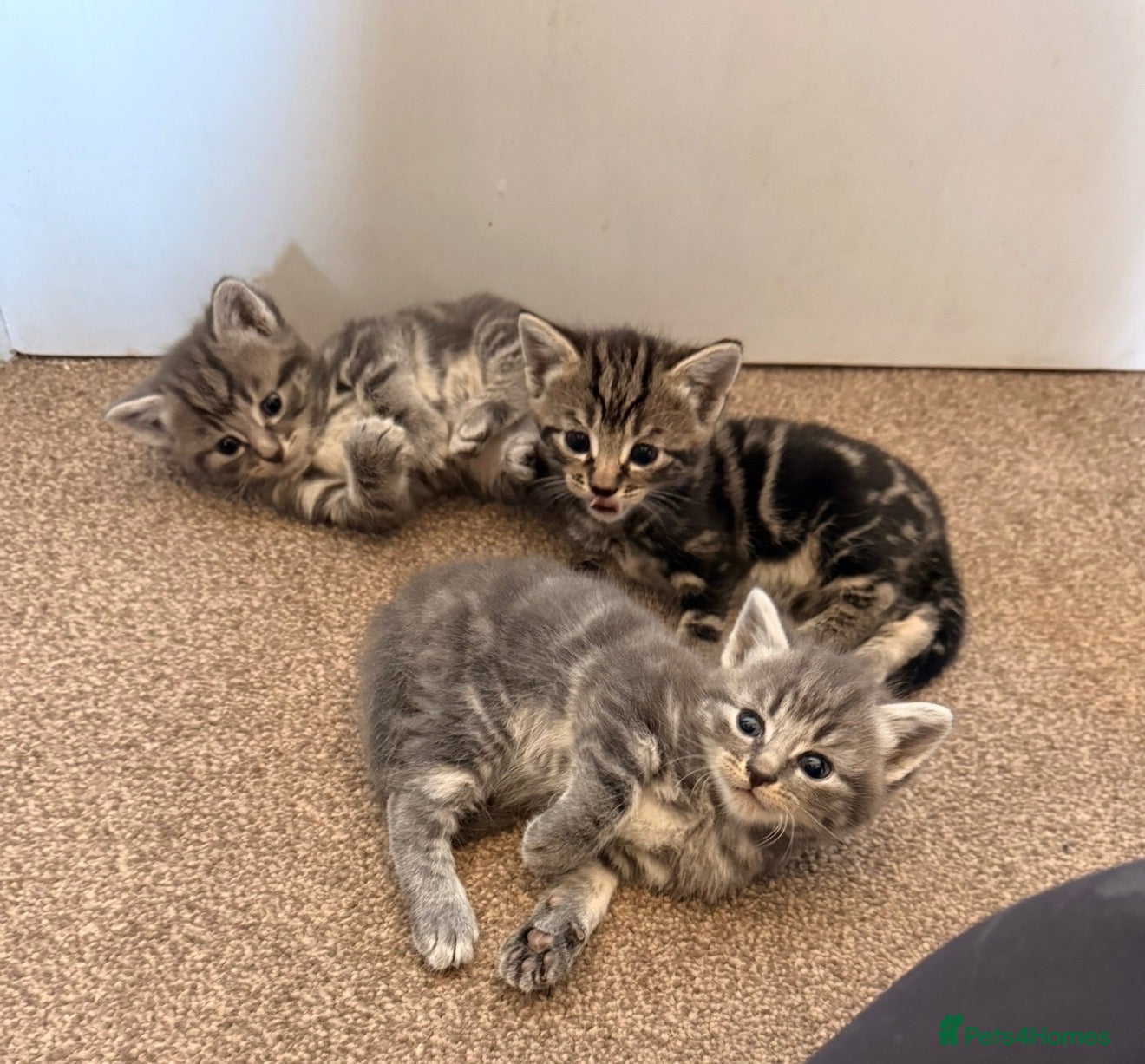 Mixed Breed cats Beautiful grey tabby kittens  - Advert 1