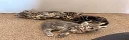Mixed Breed cats for sale: Beautiful grey tabby kittens  - Advert 1