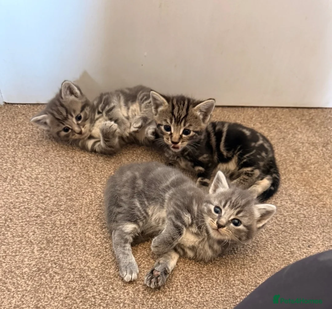Mixed Breed cats for sale: Beautiful grey tabby kittens  - Advert 1