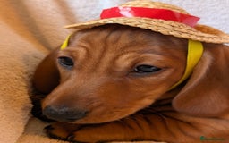 Miniature Dachshund dogs for sale: Ready to leave Miniature dachshunds cearphilly  - Image 15