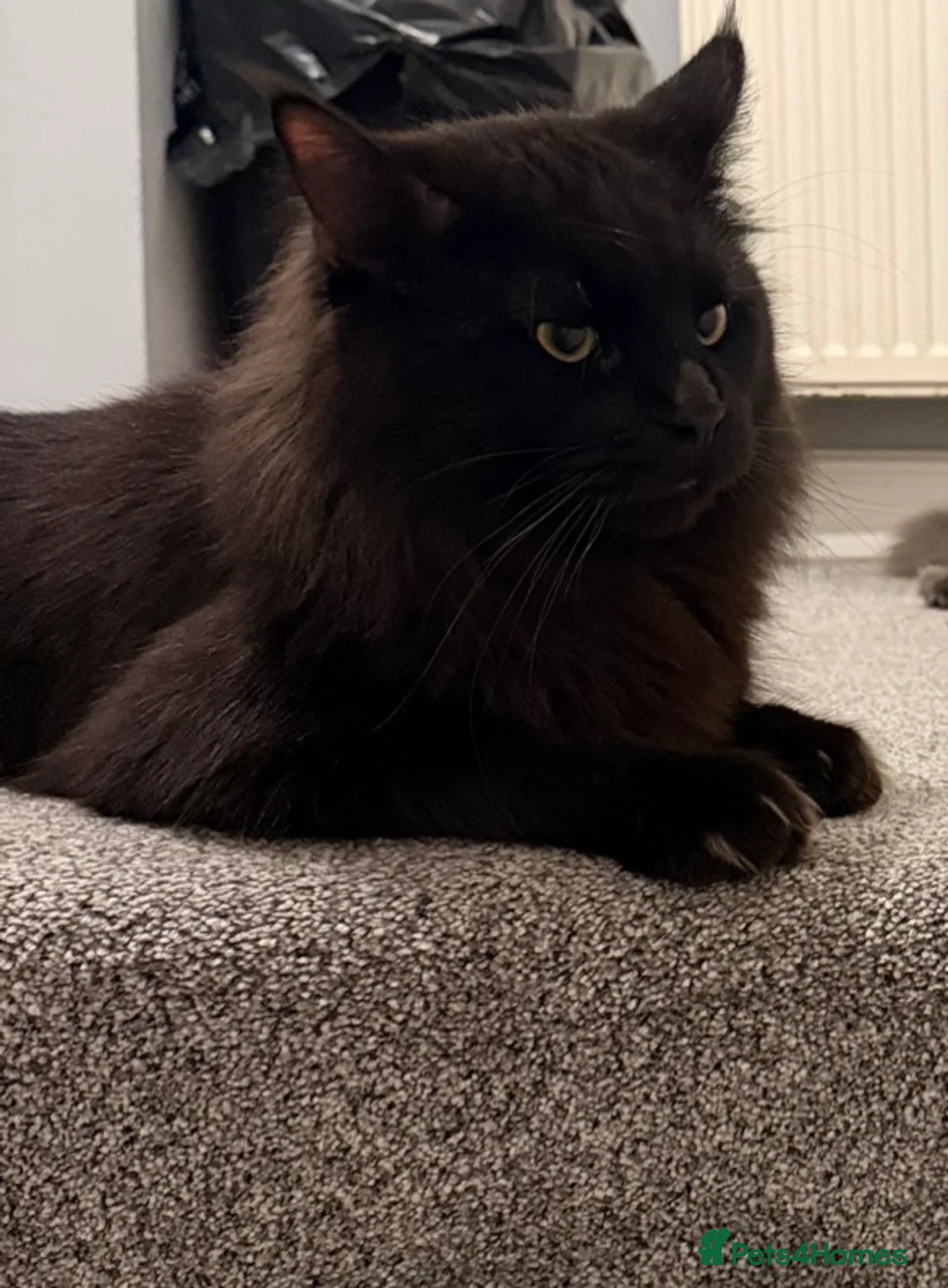 Maine Coon cats for sale: 18 month old Maine coon male  - Advert 2