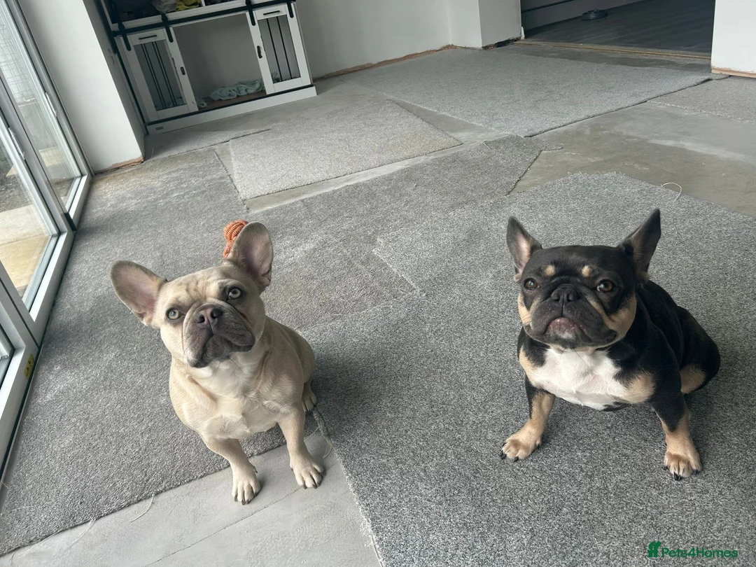 French Bulldog dogs for sale: Two French bulldogs in St. Neots - Advert 4