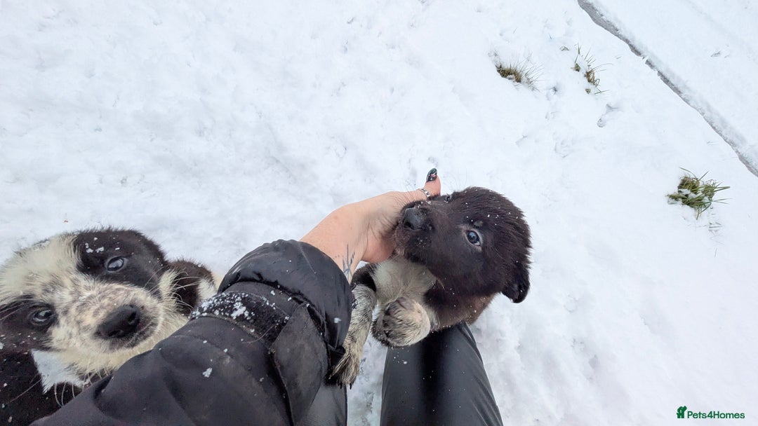 Border Collie dogs for sale: Three border collie pups for sale. - Advert 11