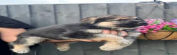 German Shepherd dogs for sale: STUNNING GERMAN SHEPHERD PUPPIES !!!!!!!! in Ilford - Advert 9
