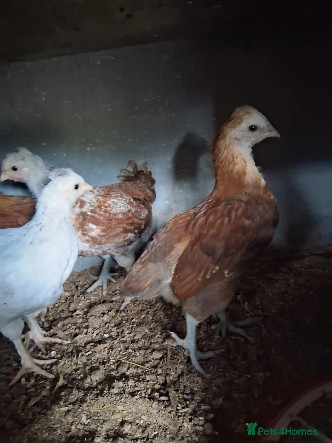 Chickens poultry for sale: 6 chickens  - Advert 2