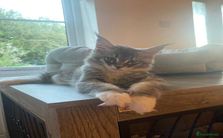 Maine Coon cats - Advert 2