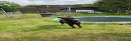 German Shepherd dogs for sale: Elite DDR / Czech Working Line GSD Pups in Ashton-under-Lyne - Advert 14