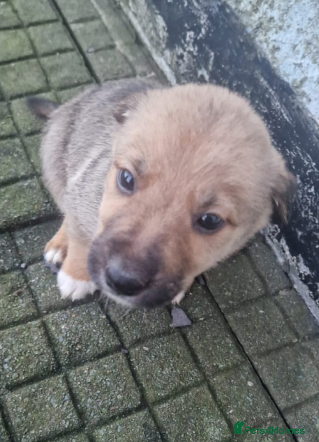 Border Collie dogs for sale: Adorable border collie pups - Image 4