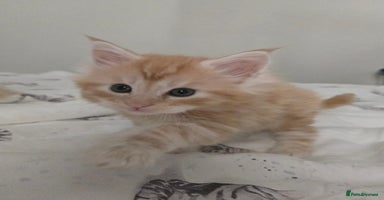 Maine Coon cats - Advert 1