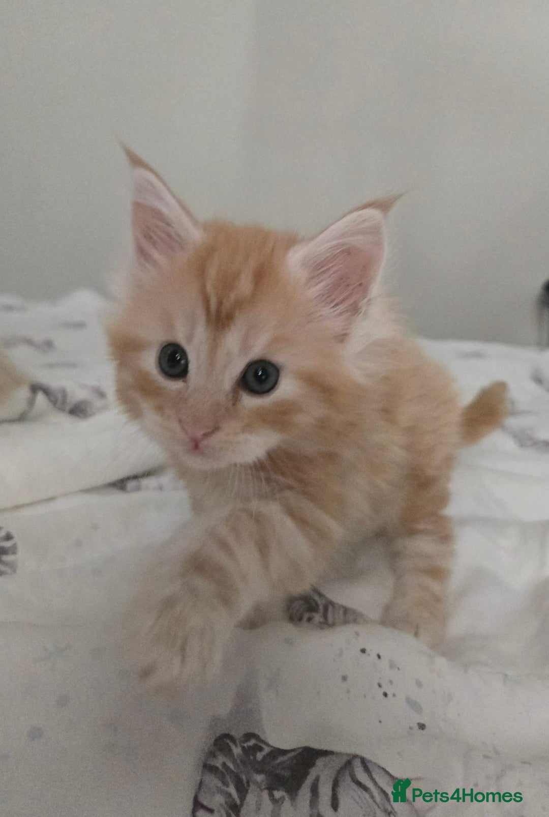 Maine Coon cats for sale: 2 Left! Red Smoke Boy and Torbie Girl - Image 2
