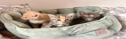 Siberian cats for sale: Beautiful Siberian Kittens-3 Boys-Hypoallergenic - Advert 33