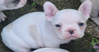 French Bulldog dogs - Advert 6