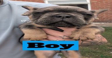 French Bulldog dogs - Advert 7