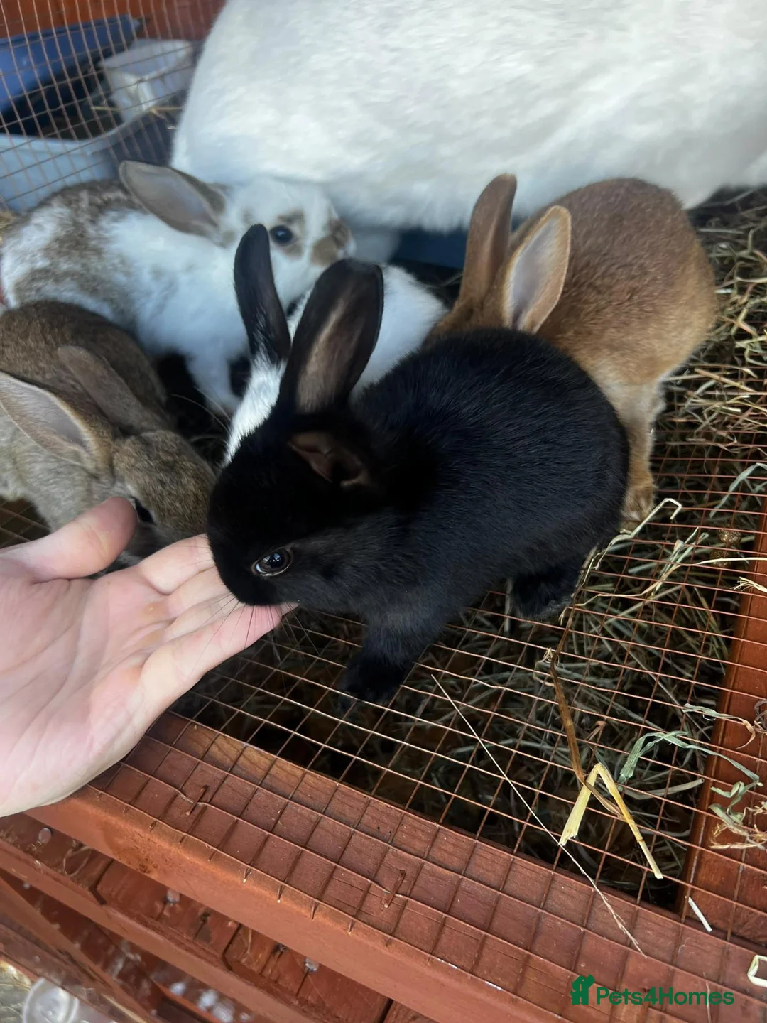 Mixed Breed rabbits for sale: New Zeeland Cross Rabbits  in Newport - Advert 2