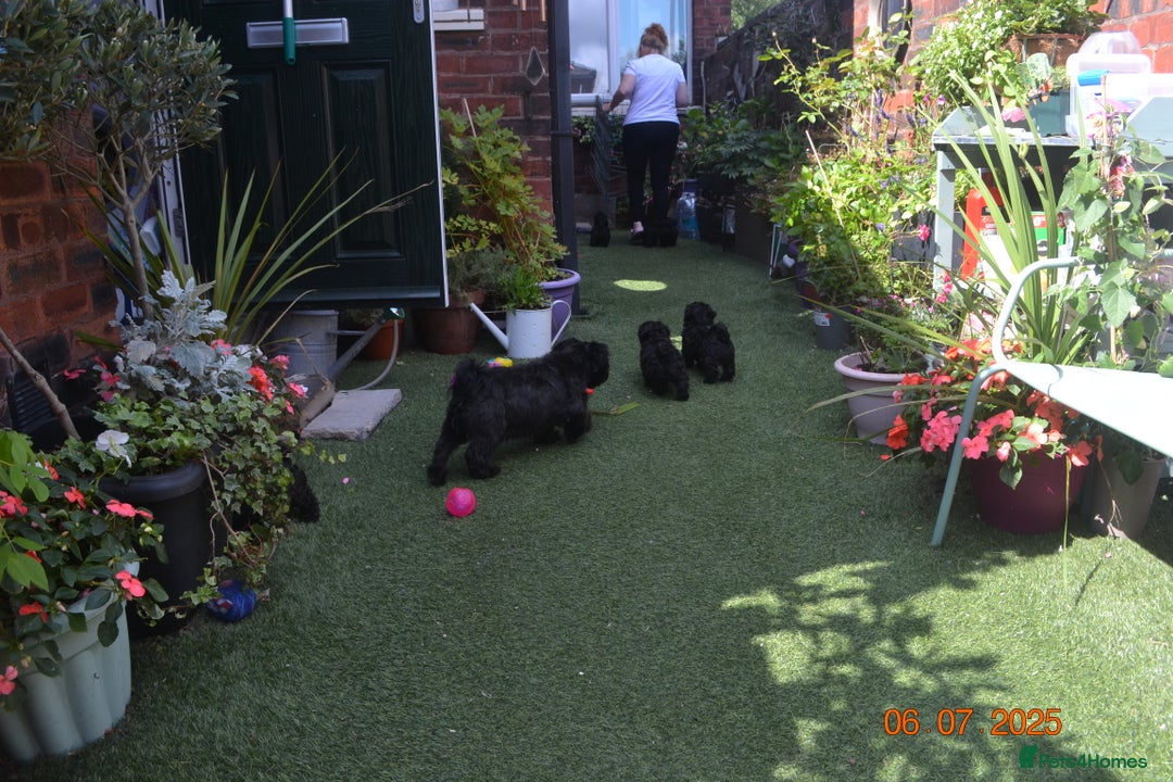 Shihpoo dogs for sale: rare black shipoos - Image 32