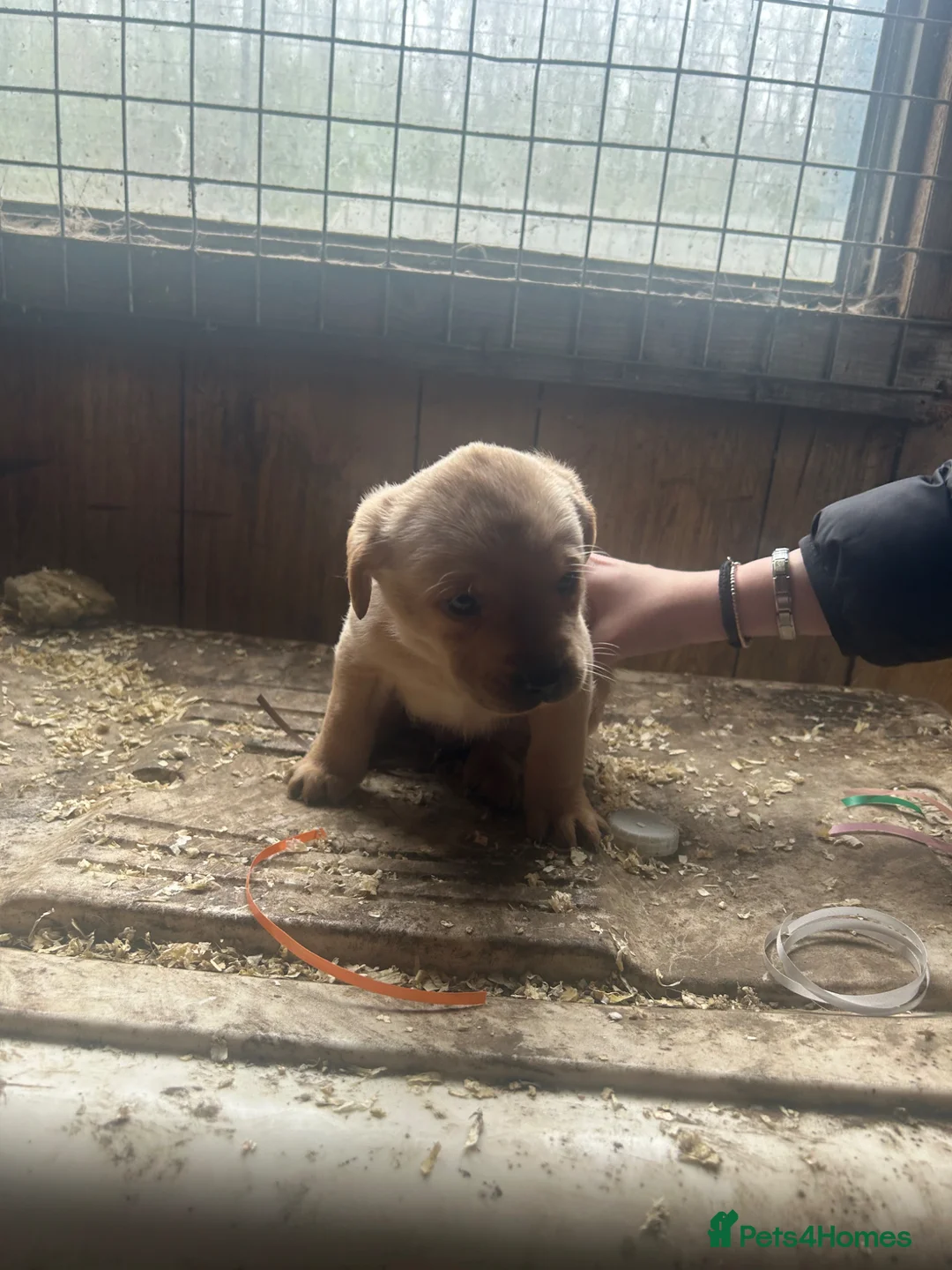 Labrador Retriever dogs for sale: Beautiful litter of golden labrador puppies - Advert 2