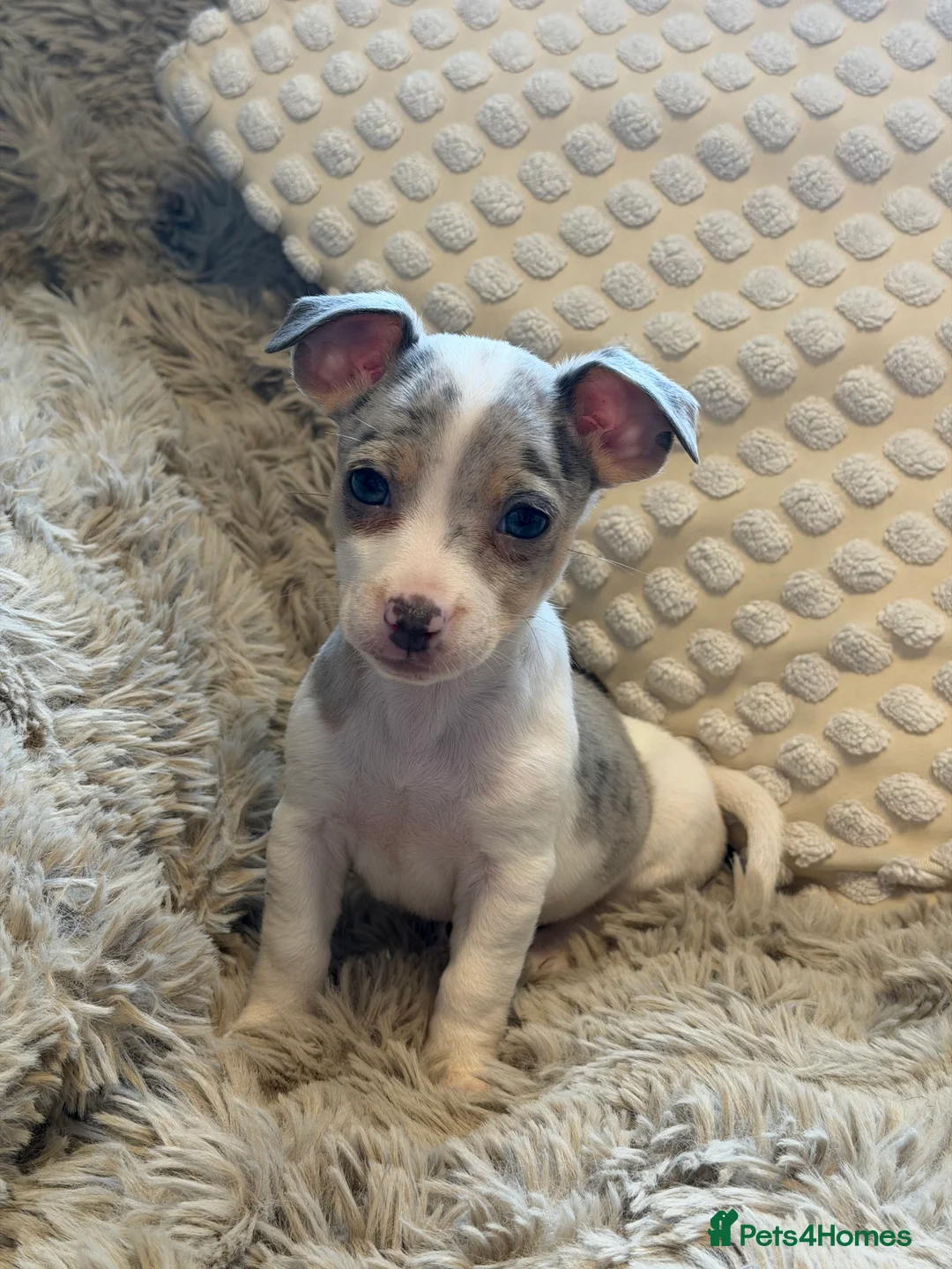 Jack Russell dogs for sale: Miniature Rare Coloured imported line JR babies  - Advert 9