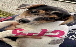 Jack Russell dogs for sale: Jack Russel Puppies - Image 4