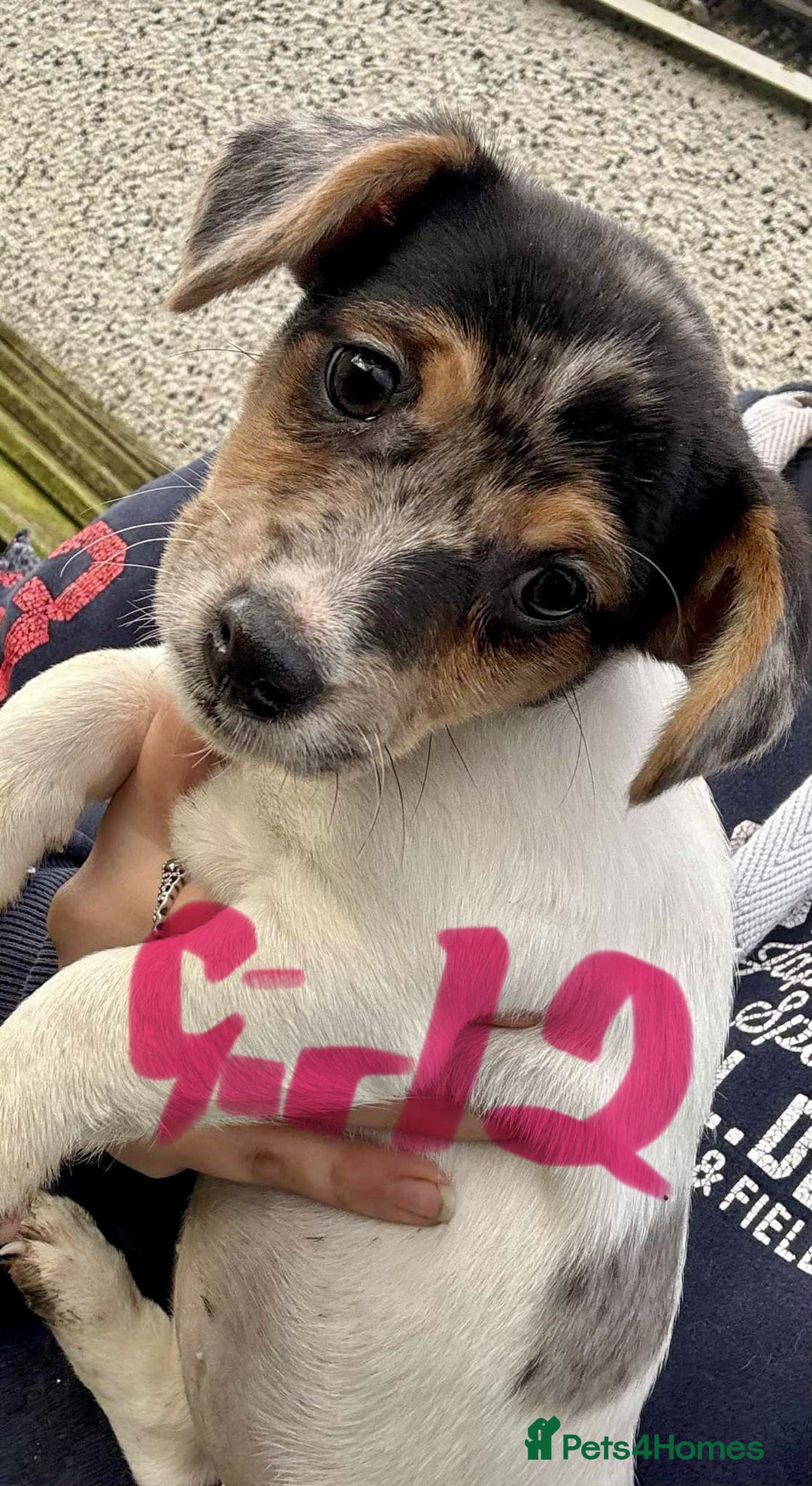 Jack Russell dogs for sale: Jack Russel Puppies - Image 4