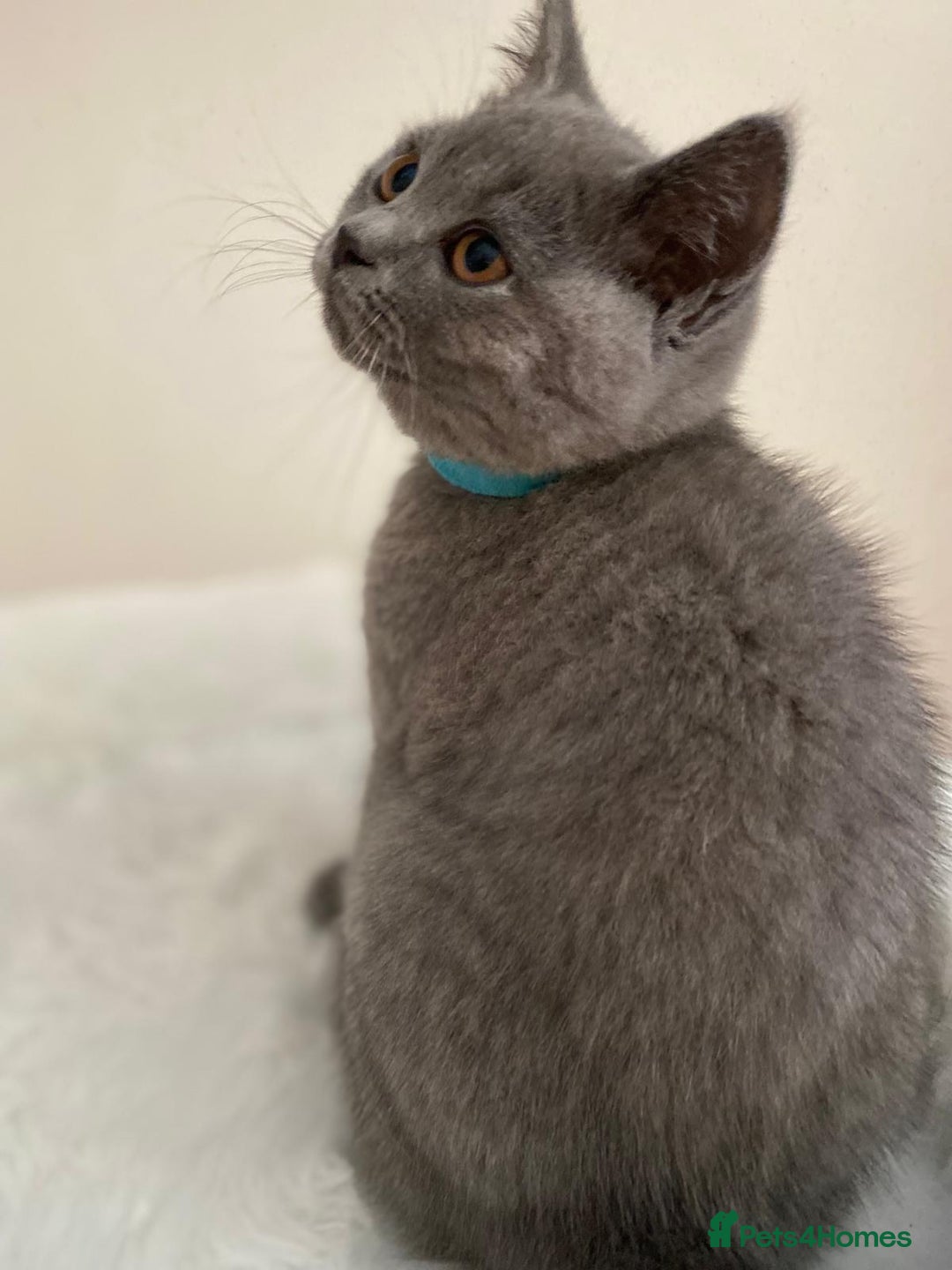 British Shorthair cats for sale: British Shorthair kittens, GCCF Certificate  in Dundee - Image 18