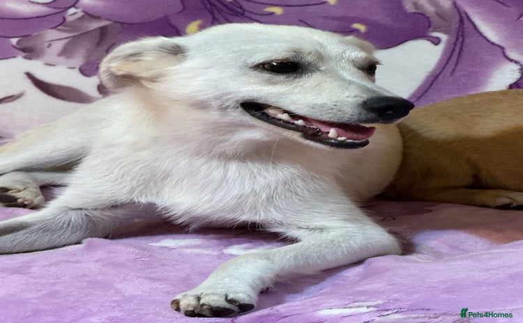 Mixed Breed dogs - Advert 6