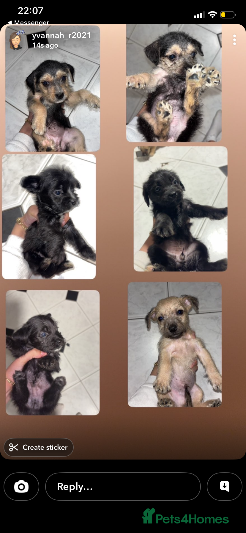 Jug dogs for sale: jugs ready to find ther perfect new homes 🥰 - Advert 10