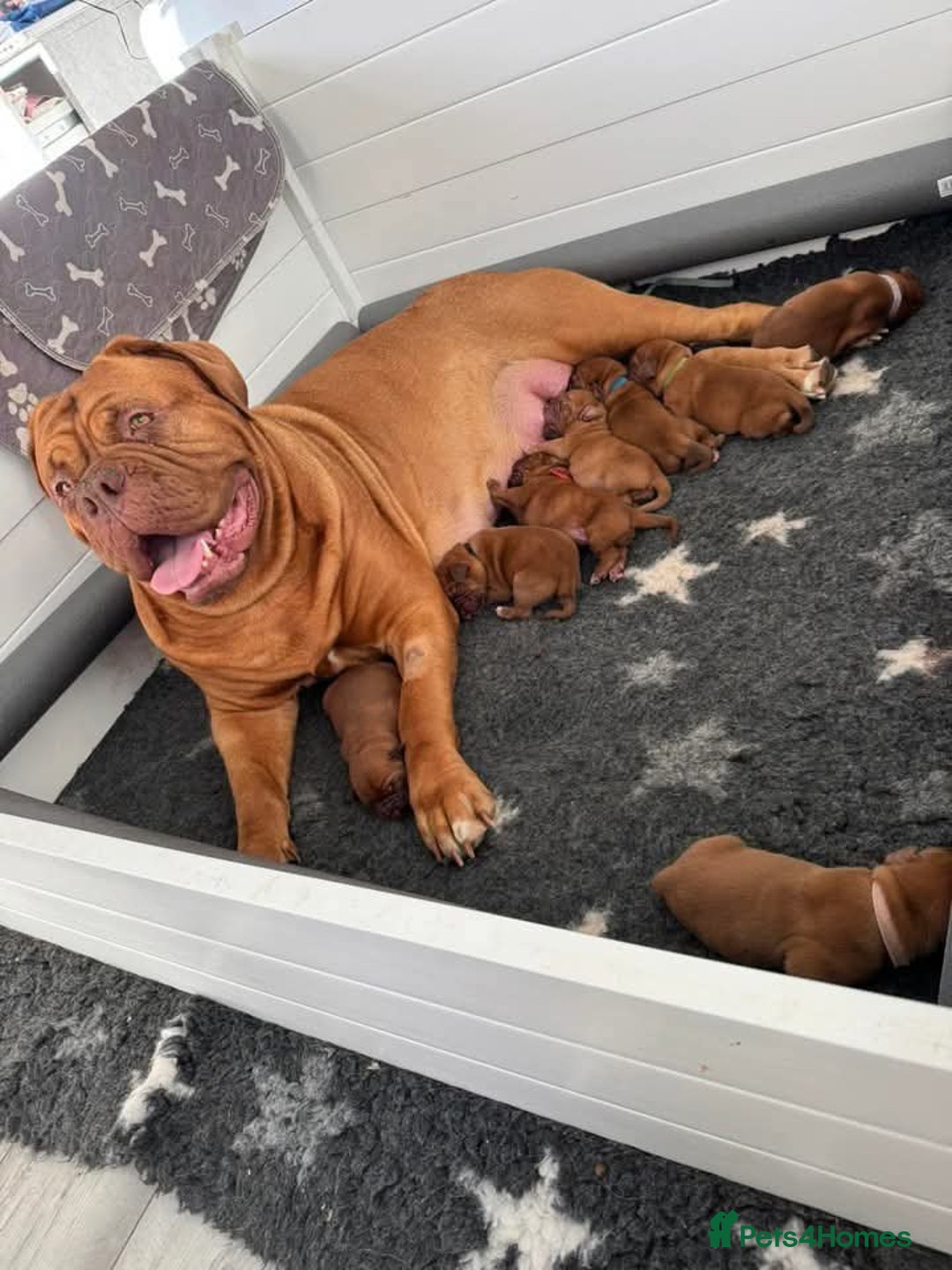 Dogue De Bordeaux dogs for sale: Adorable Dogue de Bordeaux Puppies for Sale - Advert 6