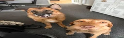 Mixed Breed dogs for sale: 4 year old male Vizslador (neutered) in Cockermouth - Advert 5