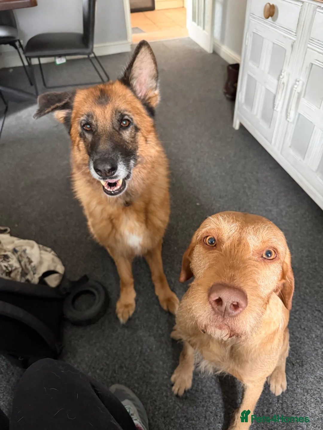 Mixed Breed dogs for sale: 4 year old male Vizslador (neutered) in Cockermouth - Advert 5