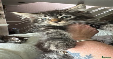 Maine Coon cats - Advert 2