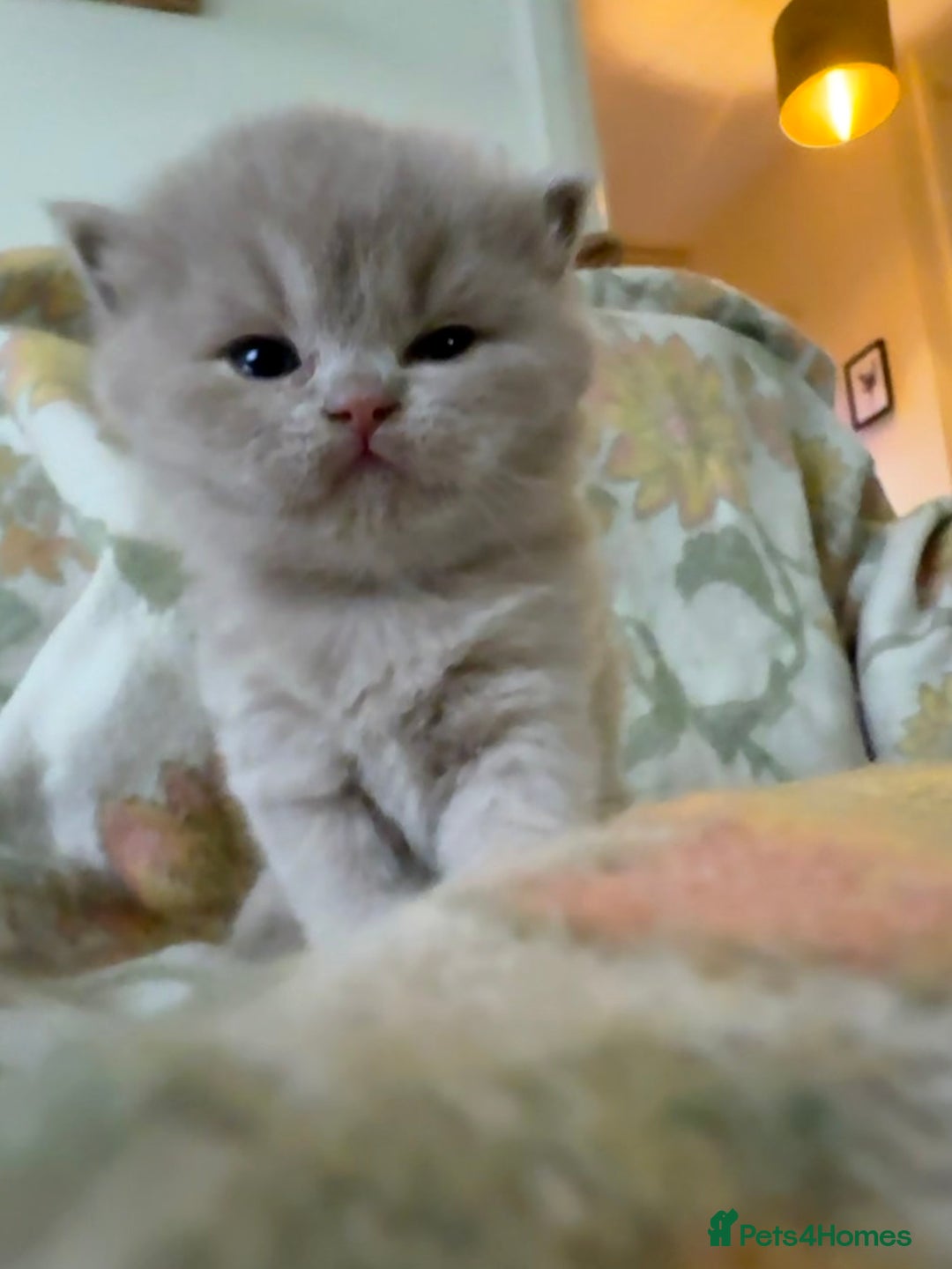 British Shorthair cats for sale: Beautiful GCCF and TICA reg British Shorthair  - Advert 3