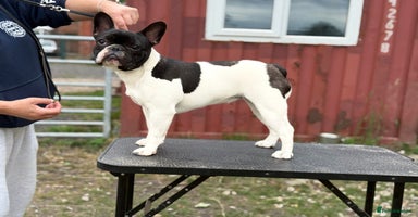 French Bulldog dogs - Advert 3