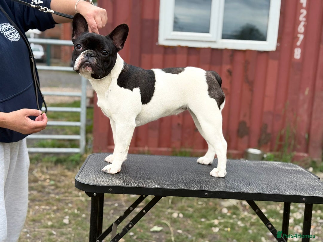 French Bulldog dogs for sale: 2 frenchie girls  - Image 3
