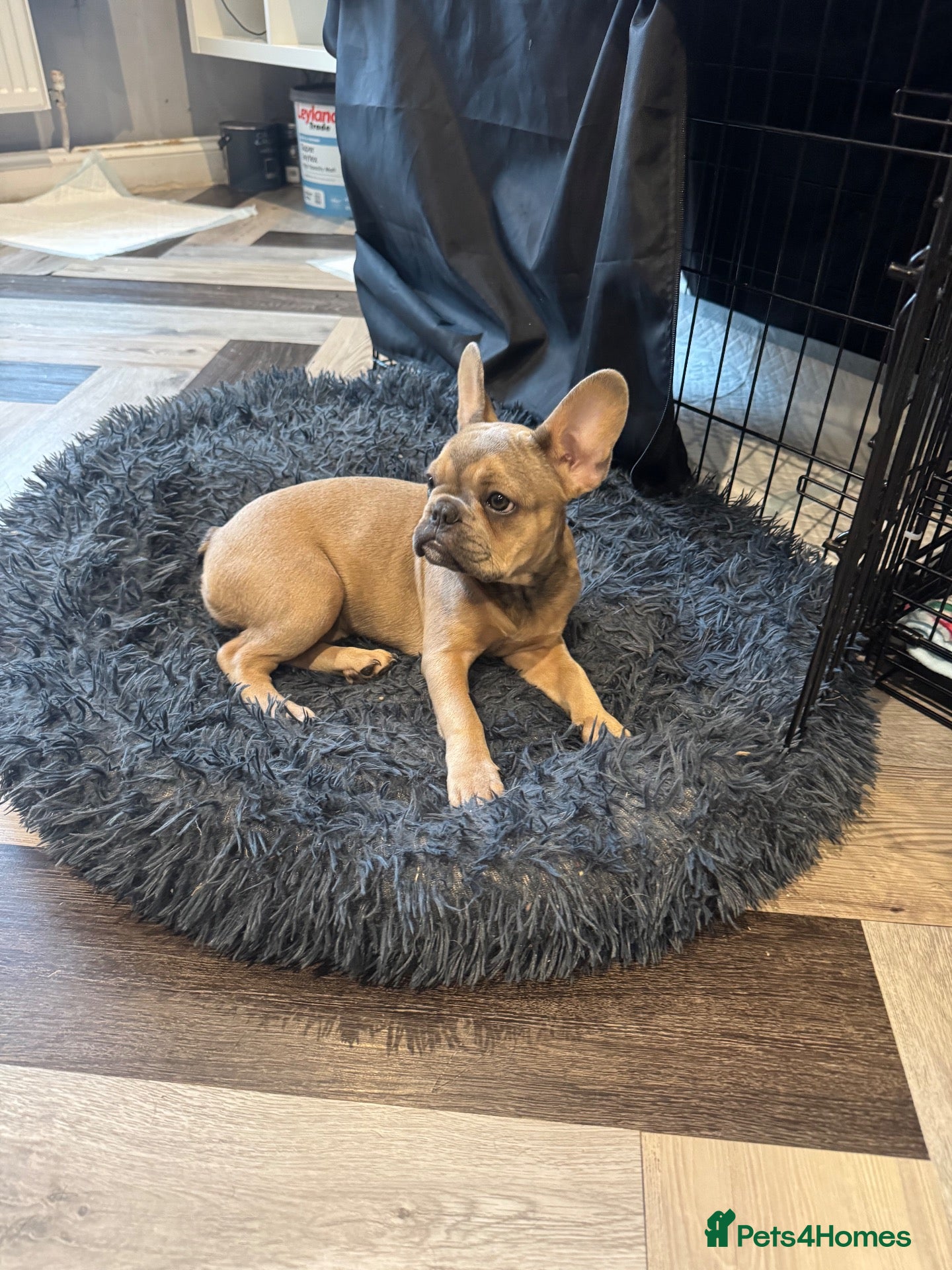 French Bulldog dogs 🐾 Last beautiful girl left 🐾 - Advert 1