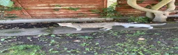 British Shorthair cats for sale: British Short Hair Kitten in Ilford - Advert 2