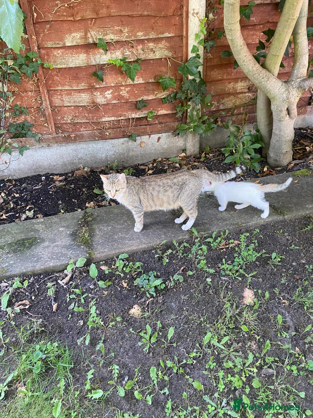 British Shorthair cats for sale: British Short Hair Kitten in Ilford - Advert 2