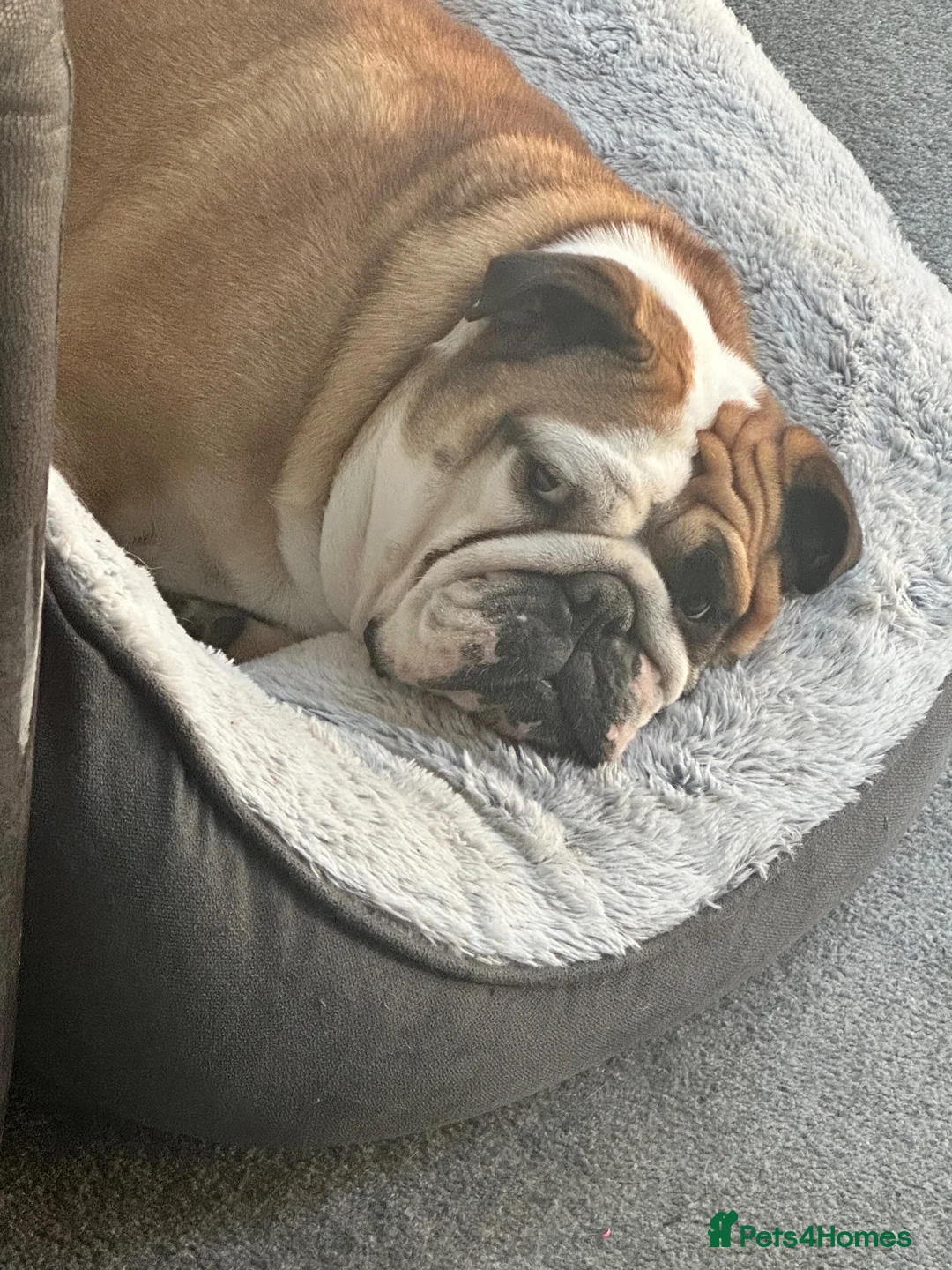 English Bulldog dogs for sale: Luna the bulldog  in West Malling - Advert 6