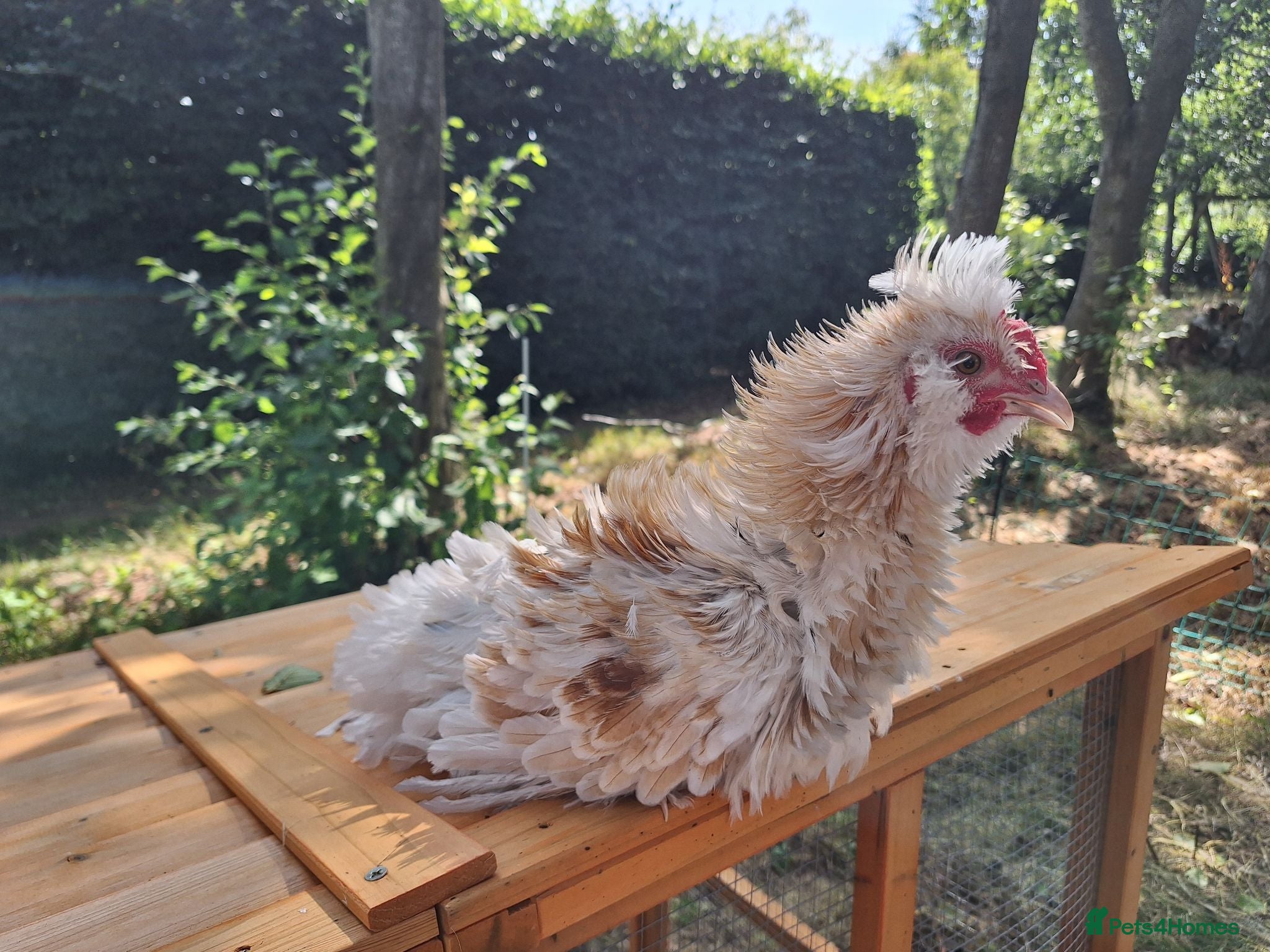 Chickens poultry Frizzle and Brahma Cockerels 10 weeks old for sale - Advert 2