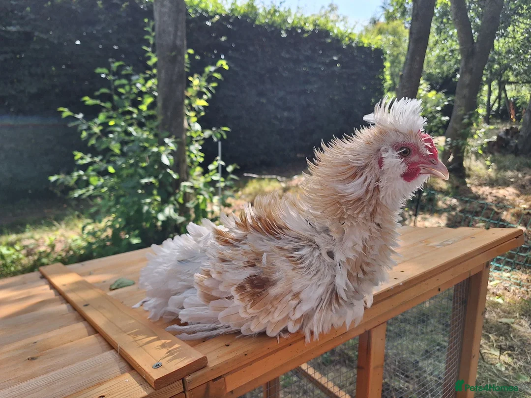 Chickens poultry for sale: Frizzle and Brahma Cockerels 10 weeks old for sale - Advert 1