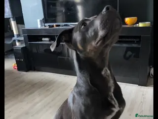 Mixed Breed dogs Bruno 8 months. - Advert 1