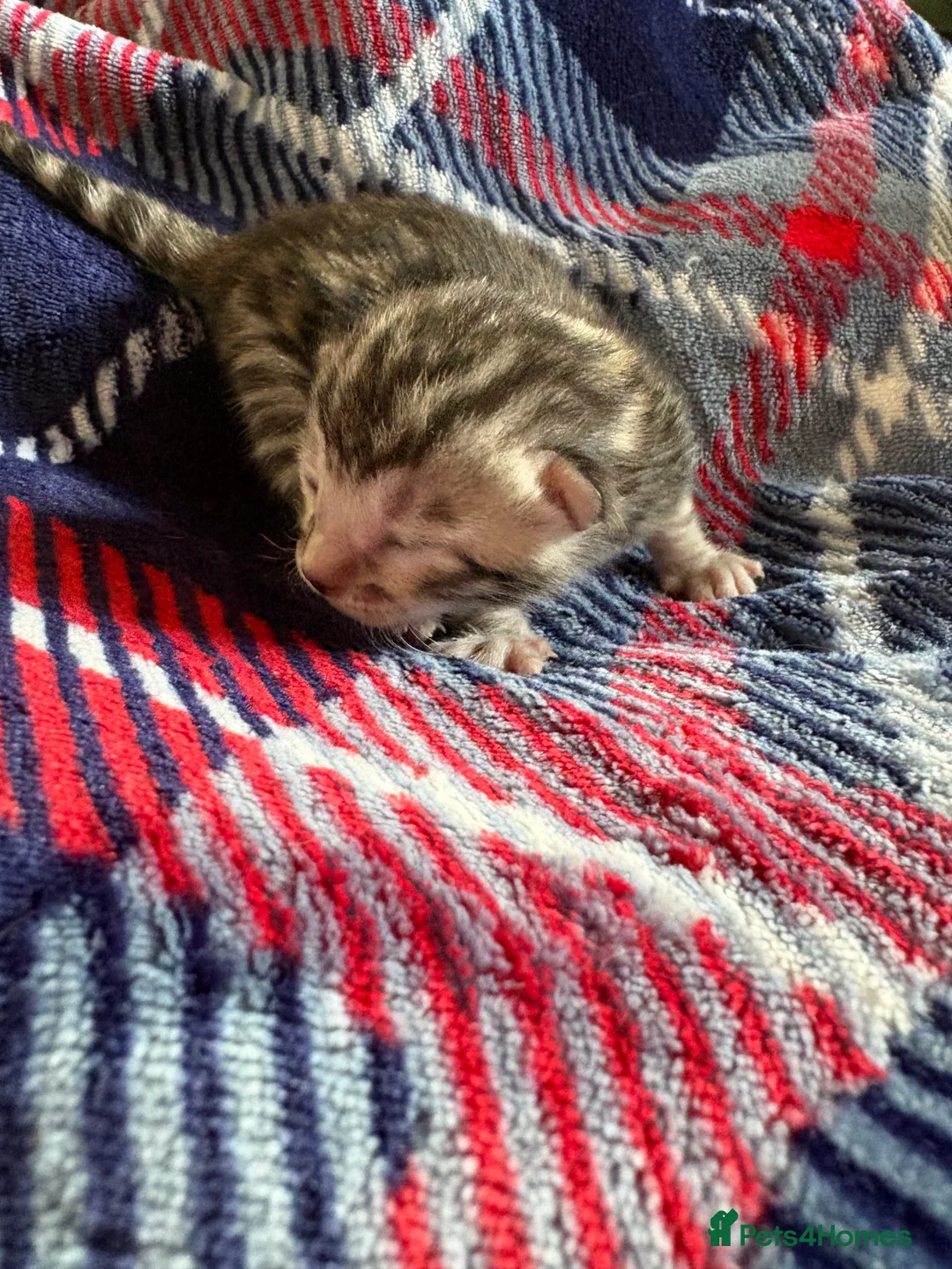 Bengal cats for sale: Pure Bengal kittens  in Oswestry - Advert 4