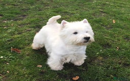Mixed Breed dogs for sale: Jack Russell x westie  - Image 15