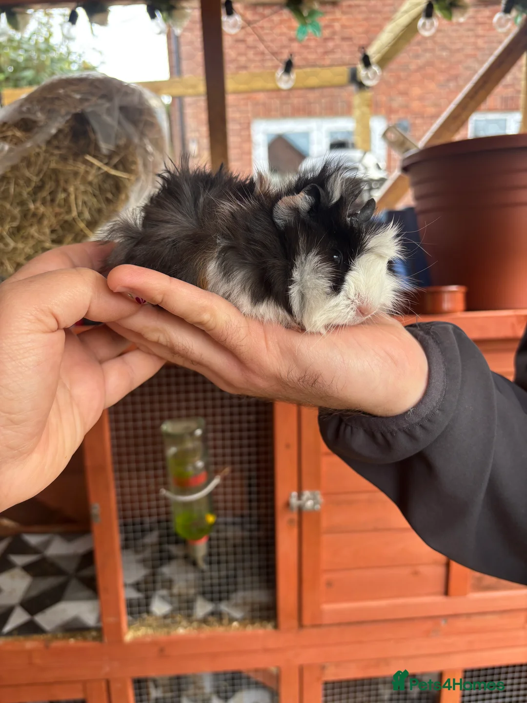 Guinea Pig rodents for sale: Male guinea pigs  - Advert 4